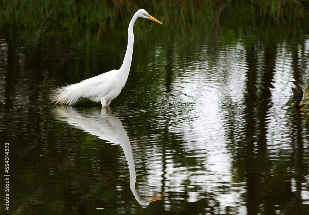 A great egret, Ardea alba, wading in a pond.; Worcester County, Maryland. A great egret, Ardea alba, wading in a pond.; Worcester County, Maryland.