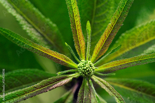 Close up of the tip of a branch with flower buds and whorls of leaves.; Framingham, Massachusetts.