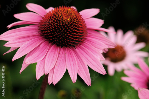 Close up of a purple coneflower, Echinacea purpurea.; Arlington, Massachusetts. photo