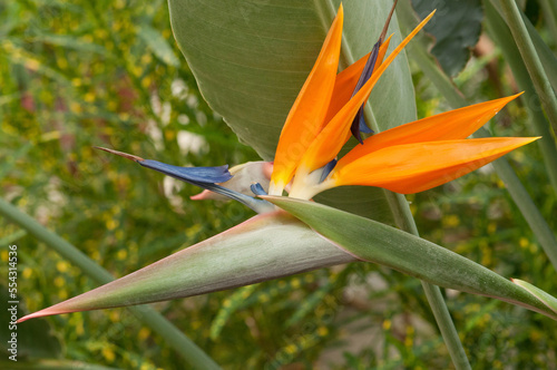 Close up of a bird of paradise flower, Strelitzia reginae.; Wellesley, Massachusetts. photo