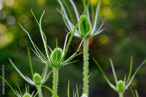 Close view of backlit teasel flowers in a garden.; Acton Botanical Garden, Acton, Massachusetts. photo