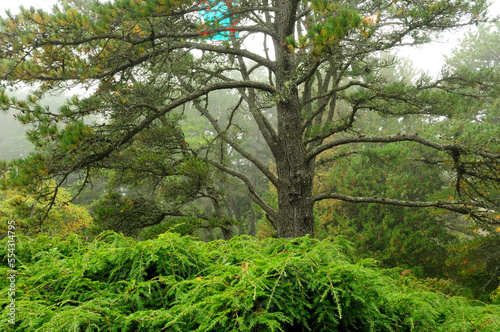 Pine trees and weeping hemlock in a foggy landscape.; Asticou Azalea Gardens, Mount Desert Island, Maine. photo