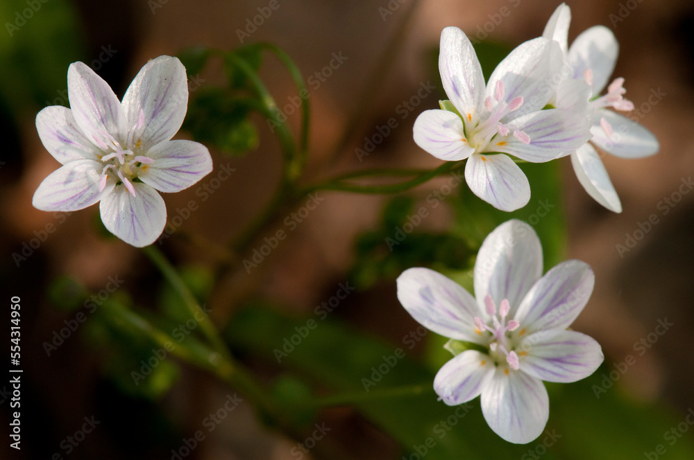 Close up of Virginia spring beauty flowers, Claytonia virginica.; Framingham, Massachusetts. Close up of Virginia spring beauty flowers, Claytonia virginica.; Framingham, Massachusetts.