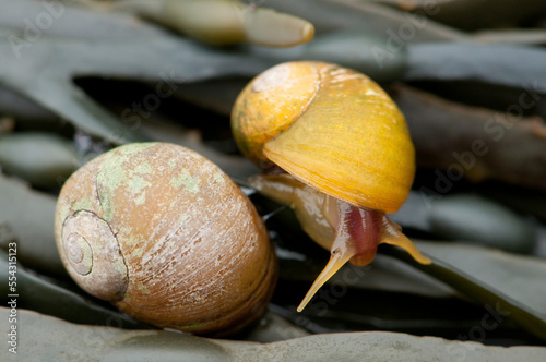 Two snails on knotted wrack in a tidal pool.; Rachel Carson Salt Pond Preserve, New Harbor, Maine. photo