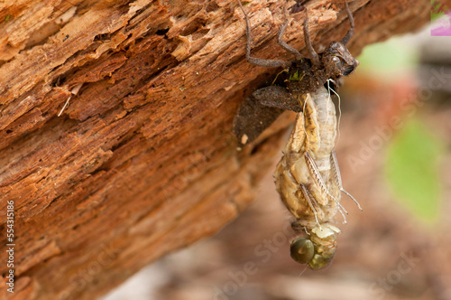 Close up of an adult skimmer dragonfly emerging from its nymphal skin.; Estabrook Woods, Concord, Massachusetts. photo