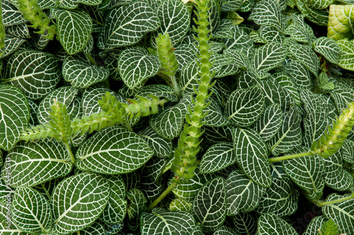 Close up of the white-veined leaves of an ornamental nerve plant, Fittonia verschaffeltii.; Atlanta Botanical Garden, Atlanta, Georgia. photo