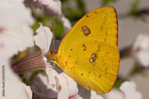 A female cloudless sulphur butterfly, Phoebis sennae, sipping nectar from a petunia.; Atlanta Botanical Garden, Atlanta, Georgia. photo