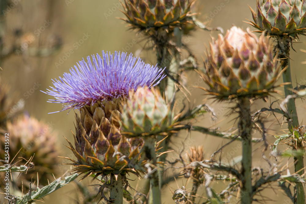 Thistle and flowwer on the prairie Thistle and flowwer on the prairie