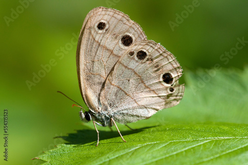 A little wood satyr butterfly, Megisto cymela, perched on a leaf.; Estabrook Woods, Concord, Massachusetts. photo