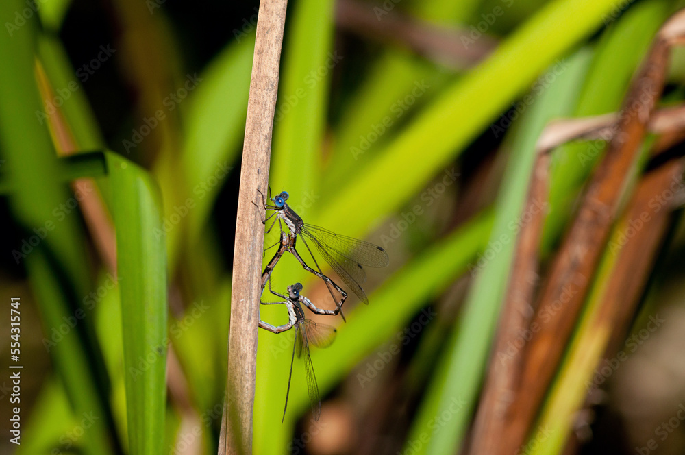 A pair of spotted spreadwing damselflies mating on a reed in a pond.; Garden in the Woods, Framingham, Massachusetts. A pair of spotted spreadwing damselflies mating on a reed in a pond.; Garden in the Woods, Framingham, Massachusetts.