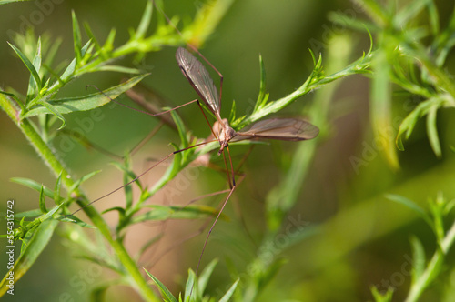 A mating pair of crane flies.; McClennen Park, Arlington, Massachusetts.