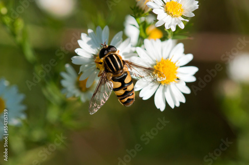 A hover fly, Helophilus fasciatus, pollinating aster flowers.; McClennen Park, Arlington, Massachusetts. photo