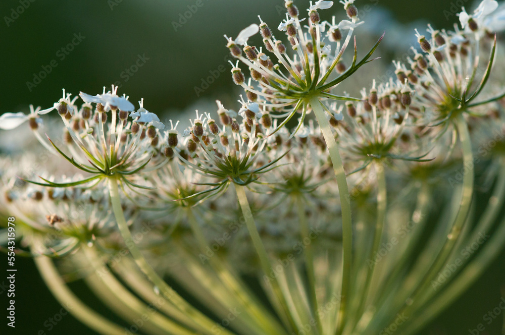 Closeup of Queen Anne's Lace seeds and flowers.; Arlington , Massachusetts Closeup of Queen Anne's Lace seeds and flowers.; Arlington , Massachusetts