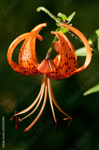 A pendant Tiger Lily flower, Lilium lancifolium.; Arlington, Massachusetts