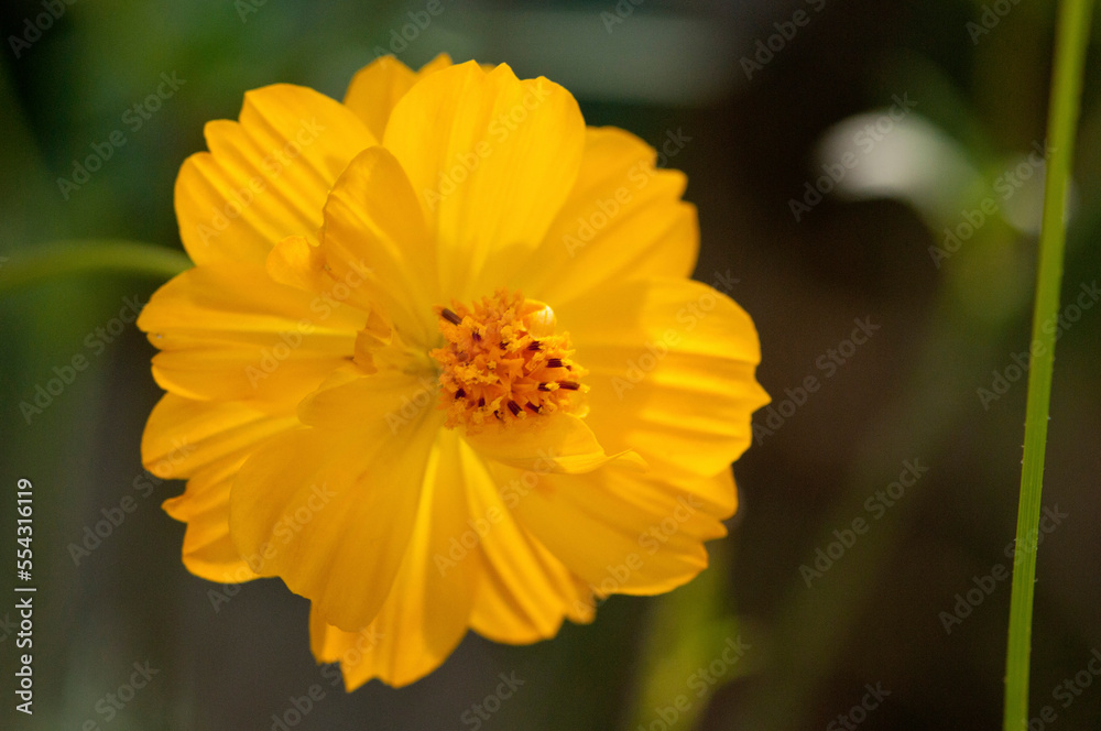Close up of a Bigelow coreopsis flower, Coreopsis bigelovii.; Wellesley, Massachusetts. Close up of a Bigelow coreopsis flower, Coreopsis bigelovii.; Wellesley, Massachusetts.