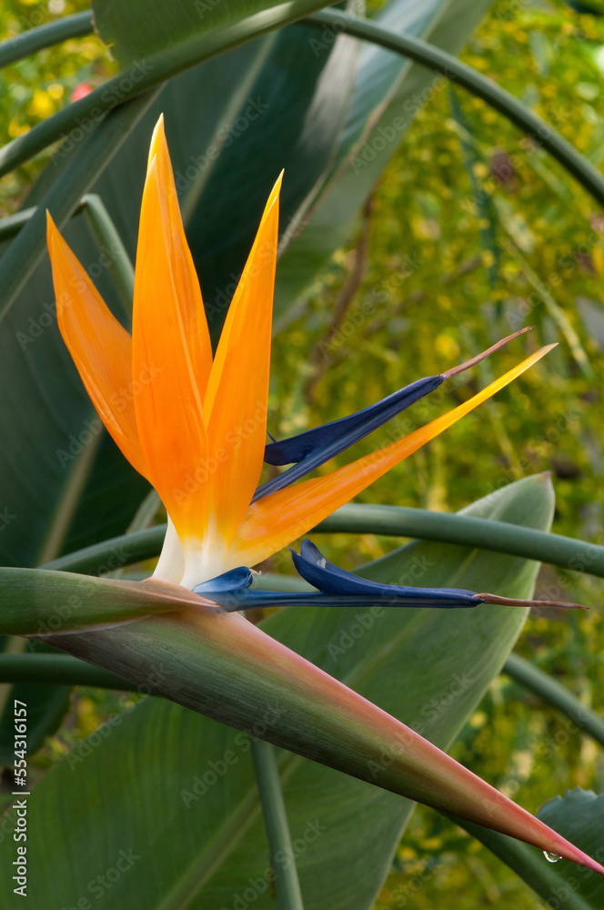 Close up of a flowering bird of paradise plant, Strelitzia reginae.; Wellesley, Massachusetts. Close up of a flowering bird of paradise plant, Strelitzia reginae.; Wellesley, Massachusetts.