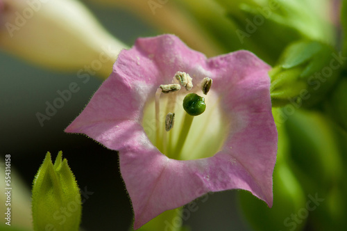 Close up of a tubular pink flower with glandular hairs on the petals and calyx.; Wellesley, Massachusetts.