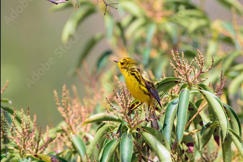 A prairie warbler, Setophaga discolor, hunting for insects.; Cambridge, Massachusetts. photo