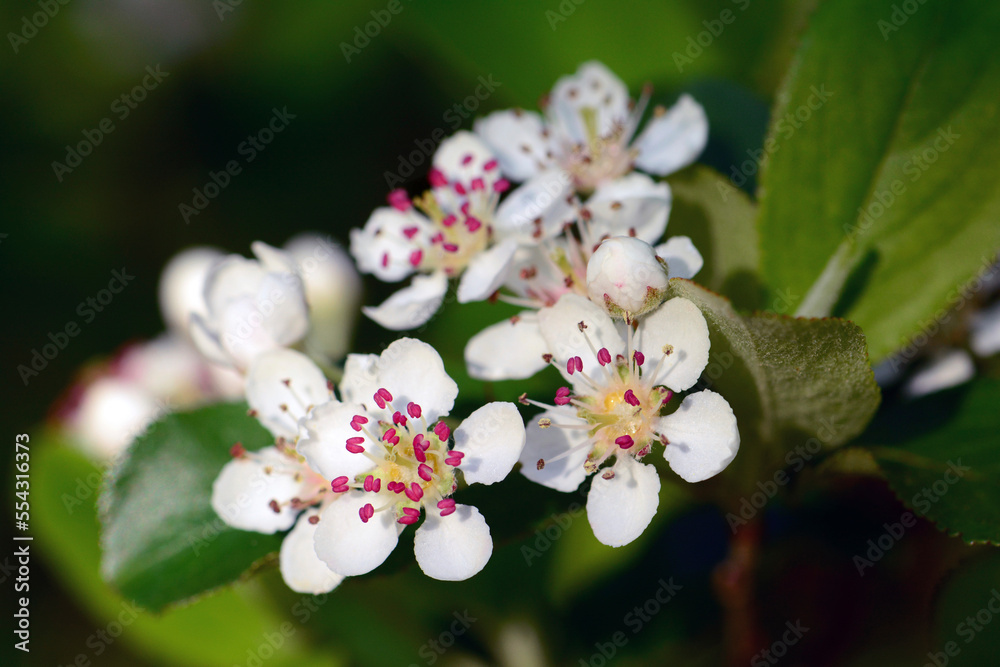 Close up of chokeberry flowers, Aronia species.; Parker River National Wildlife Refuge, Plum Island, Massachusetts. Close up of chokeberry flowers, Aronia species.; Parker River National Wildlife Refuge, Plum Island, Massachusetts.