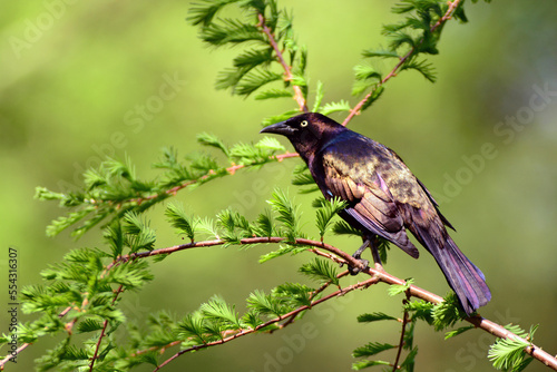 A common grackle, Quiscalus quiscula, sitting on a branch.; Cambridge, Massachusetts. photo