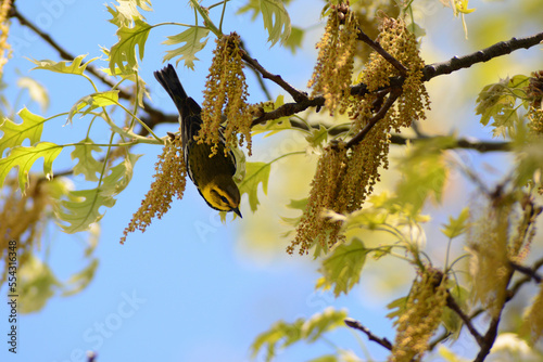 A male black-throated green warbler, Setophaga virens, hunts for insects in an oak tree.; Parker River National Wildlife Refuge, Plum Island, Massachusetts. photo