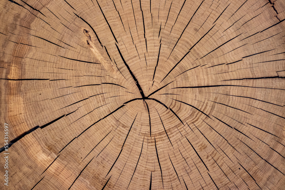 Cross-section of a 100-year-old tree trunk. Background