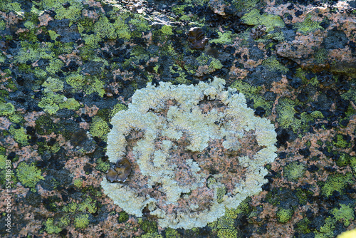 Various lichens covering pink granite atop Cadillac Mountain.; Cadillac Mountain, Mount Desert Island, Acadia National Park, Maine. photo