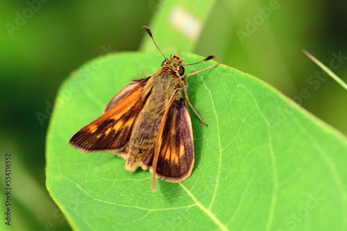 A female woodland skipper butterfly, Ochlodes sylvanus, perching on a leaf.; Mount Desert Island, Acadia National Park, Maine. photo
