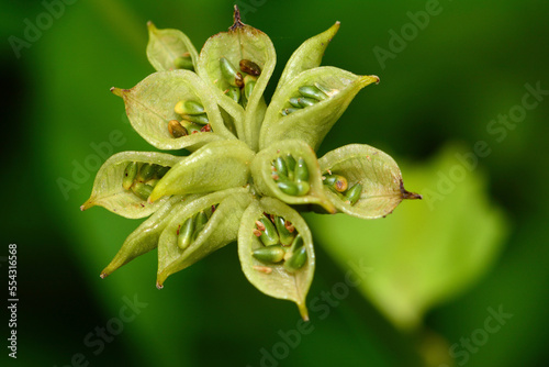 Close-up of a Marsh Marigold capsule (Caltha palustra) opening up, exposing the seeds; Mount Desert Island, Maine, United States of America photo