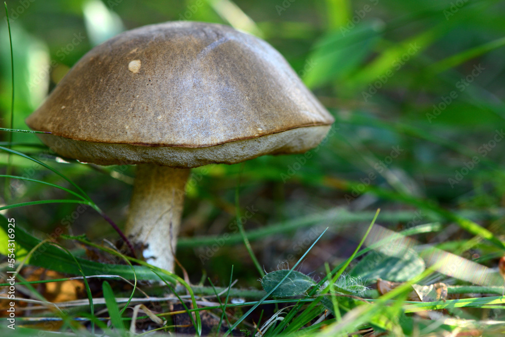 A bolete mushroom growing on the ground in a forest.; Wonderland, Acadia National Park, Mount Desert Island, Maine. A bolete mushroom growing on the ground in a forest.; Wonderland, Acadia National Park, Mount Desert Island, Maine.