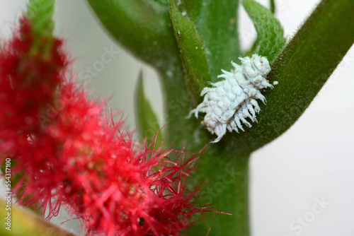 A ladybug larva crawling on a chenille plant, Acalypha hispida.; Wellesley, Massachusetts. photo