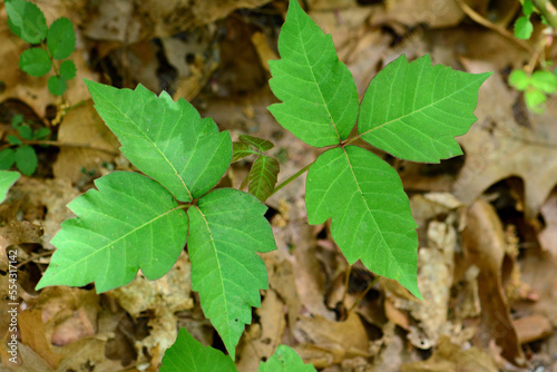 A young poison ivy plant, Toxicodendron radicans, growing at ground level.; Whipple Hill, Lexinton, Massachusetts. photo
