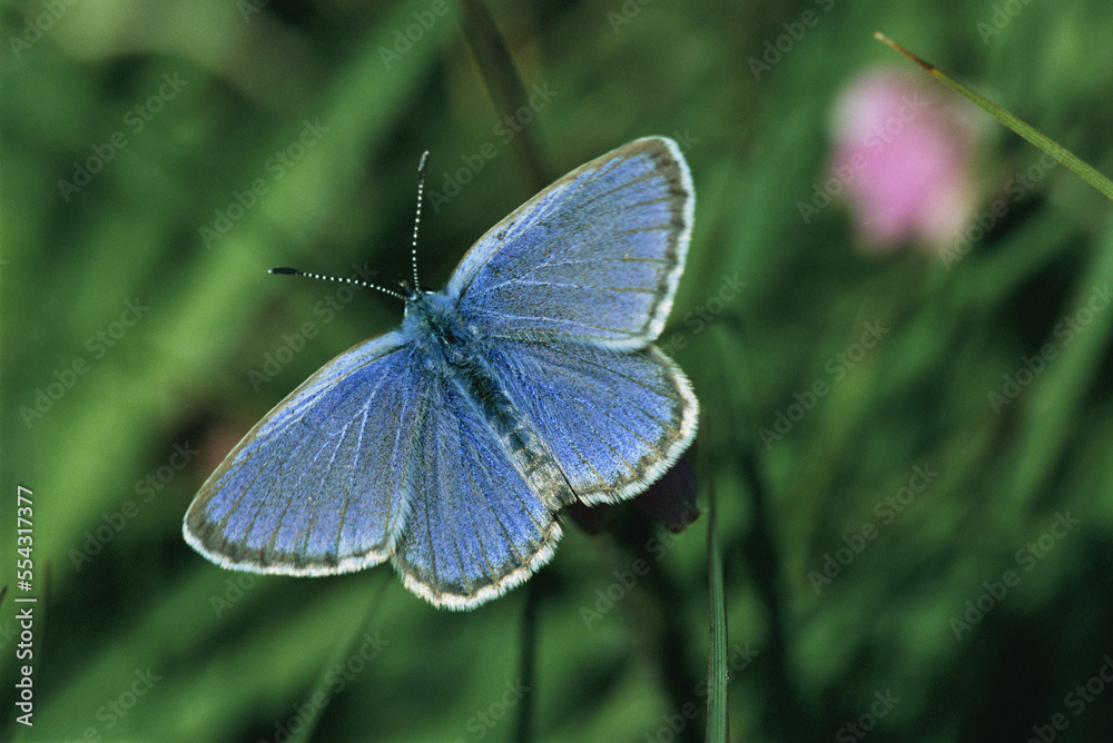 Close portrait of an alcon blue butterfly, Phengaris alcon.; Denmark. Close portrait of an alcon blue butterfly, Phengaris alcon.; Denmark.