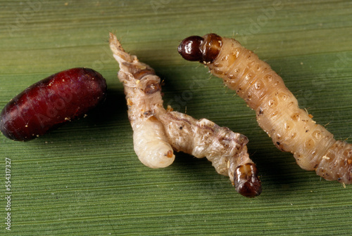 Close view of a pair of stalk borer caterpillars (Chilo auricicius) being devoured from the inside by parasitic fly maggots (Sturmiopsis inferens).; Simbholi, India. photo