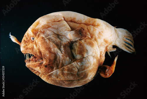 A female anglerfish with a male attached below her tail.; Washington. photo