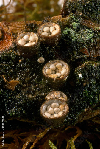 Crucibulum laeve, which produces spore cases resembling eggs in baskets that measure a quarter of an inch across.  This white-egg bird's nest fungi cradles tiny spore packets that scatter when splashe photo