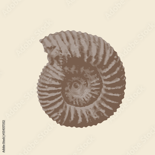 vector objects of ancient petrified ammonite shells. exhibits of the paleontological museum from extinct marine mollusks and animals of the sea and ocean fauna.