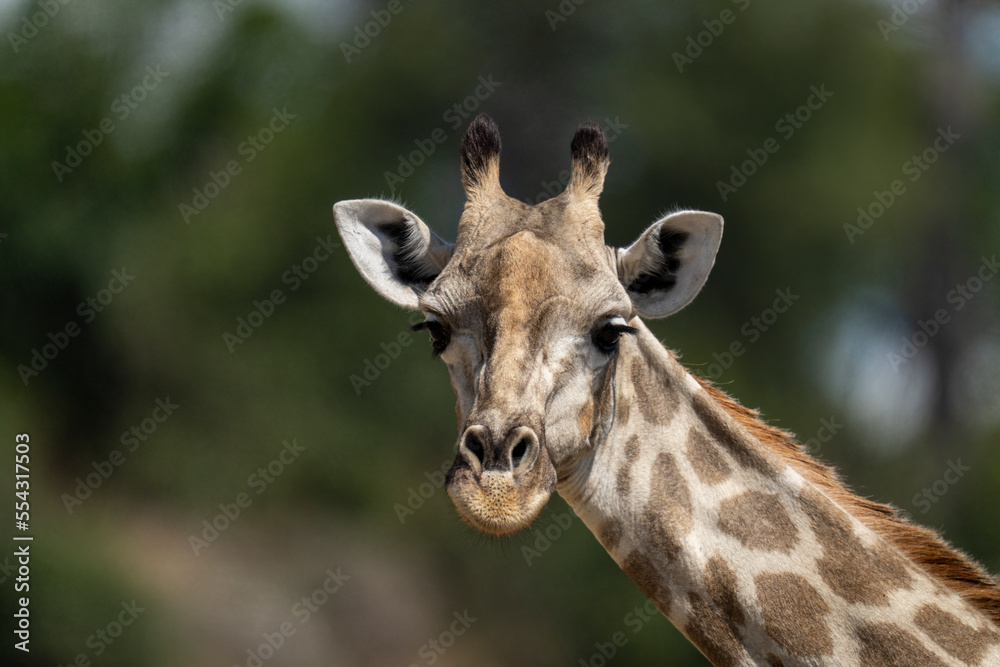 Close-up portrait of a Southern Giraffe (Giraffa giraffa angolensis) looking at the camera in Chobe National Park; Botswana Close-up portrait of a Southern Giraffe (Giraffa giraffa angolensis) looking at the camera in Chobe National Park; Botswana