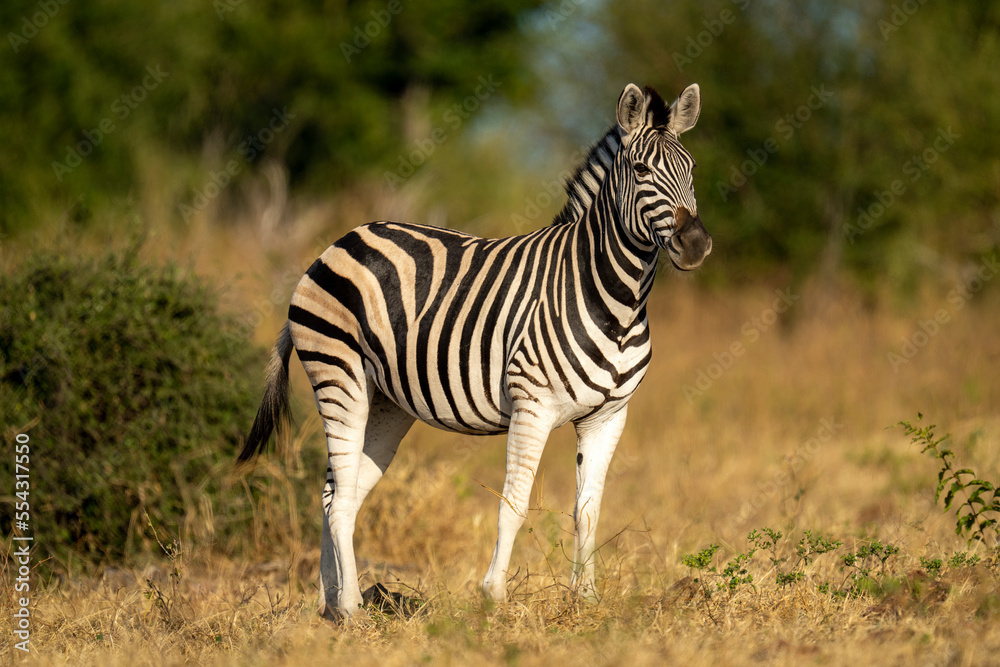 Portrait of a Plains Zebra (Equus burchellii) standing near a bush looking at the camera in Chobe National Park; Botswana Portrait of a Plains Zebra (Equus burchellii) standing near a bush looking at the camera in Chobe National Park; Botswana