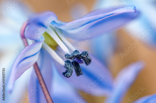 Close up of a tiny blue scilla flower in the early spring.; Cambridge, Massachusetts. photo