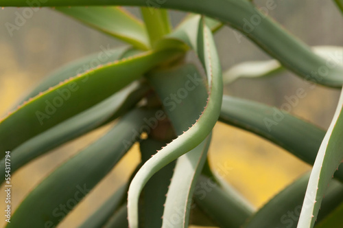 Curved leaves of a succulent hardy aloe plant, Aloe striatula.; Wellesley, Massachusetts. photo