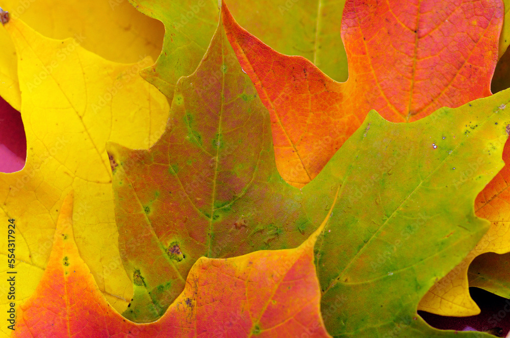 Close up of fallen maple leaves in autumn hues.; Concord, Massachusetts. Close up of fallen maple leaves in autumn hues.; Concord, Massachusetts.