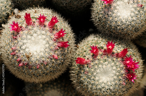 Close up of a cluster of flowering mammilaria cacti.; Atlanta Botanical Garden, Atlanta, Georgia. photo