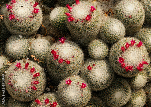 Close up of a cluster of flowering mammilaria cacti.; Atlanta Botanical Garden, Atlanta, Georgia. photo