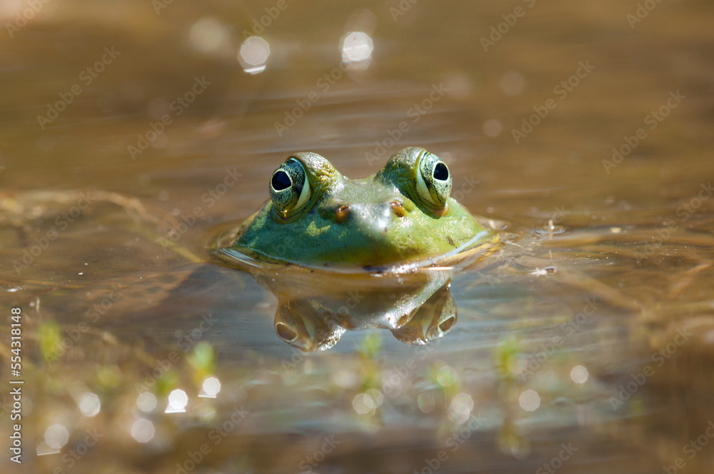 Portrait of a mostly submerged American bullfrog, Rana catesbeiana, in a pond.; Estabrook Woods, Concord, Massachusetts. Portrait of a mostly submerged American bullfrog, Rana catesbeiana, in a pond.; Estabrook Woods, Concord, Massachusetts.