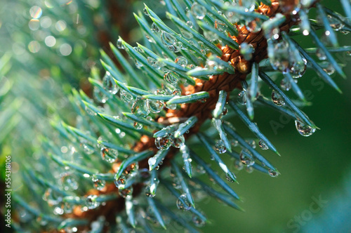 Close up of a Colorado blue spruce branch with lots of water drops.; Brewster, Cape Cod, Massachusetts. photo