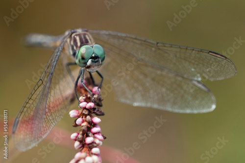 A blue dasher dragonfly, Pachydiplax longipennis, perching on a knotweed flower, Persicaria lapathifolia, stalk.; Great Meadows National Wildlife Refuge, Sudbury, Massachusetts. photo