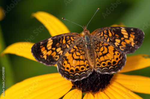 A male pearl crescent butterfly, Phyciodes tharos, pollinating an aster.; Stony Brook Grist Mill, Brewster, Cape Cod, Massachusetts. photo
