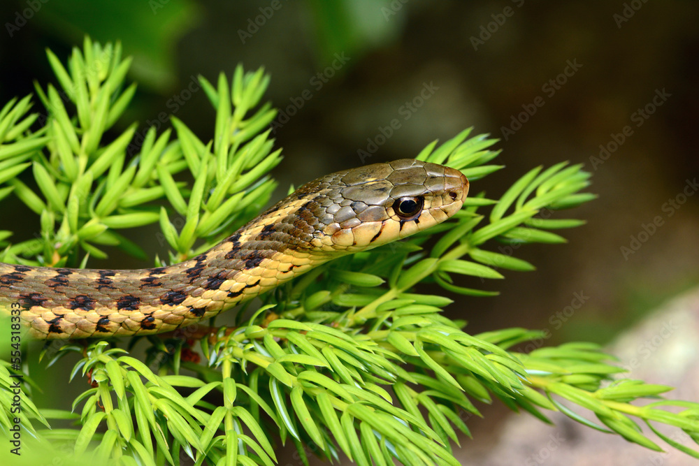Close up of a common garter snake, Thamnophis sirtalis, on a fir branch.; Mount Desert Island, Acadia National Park, Maine.