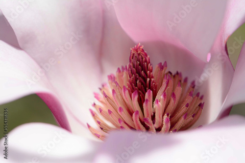 Close up of a saucer magnolia flower, Magnolia x soulangeana.; Arnold Arboretum, Jamaica Plain, Massachusetts. photo